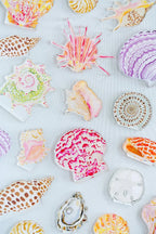 Sundial Shell Acrylic Art Block Small
