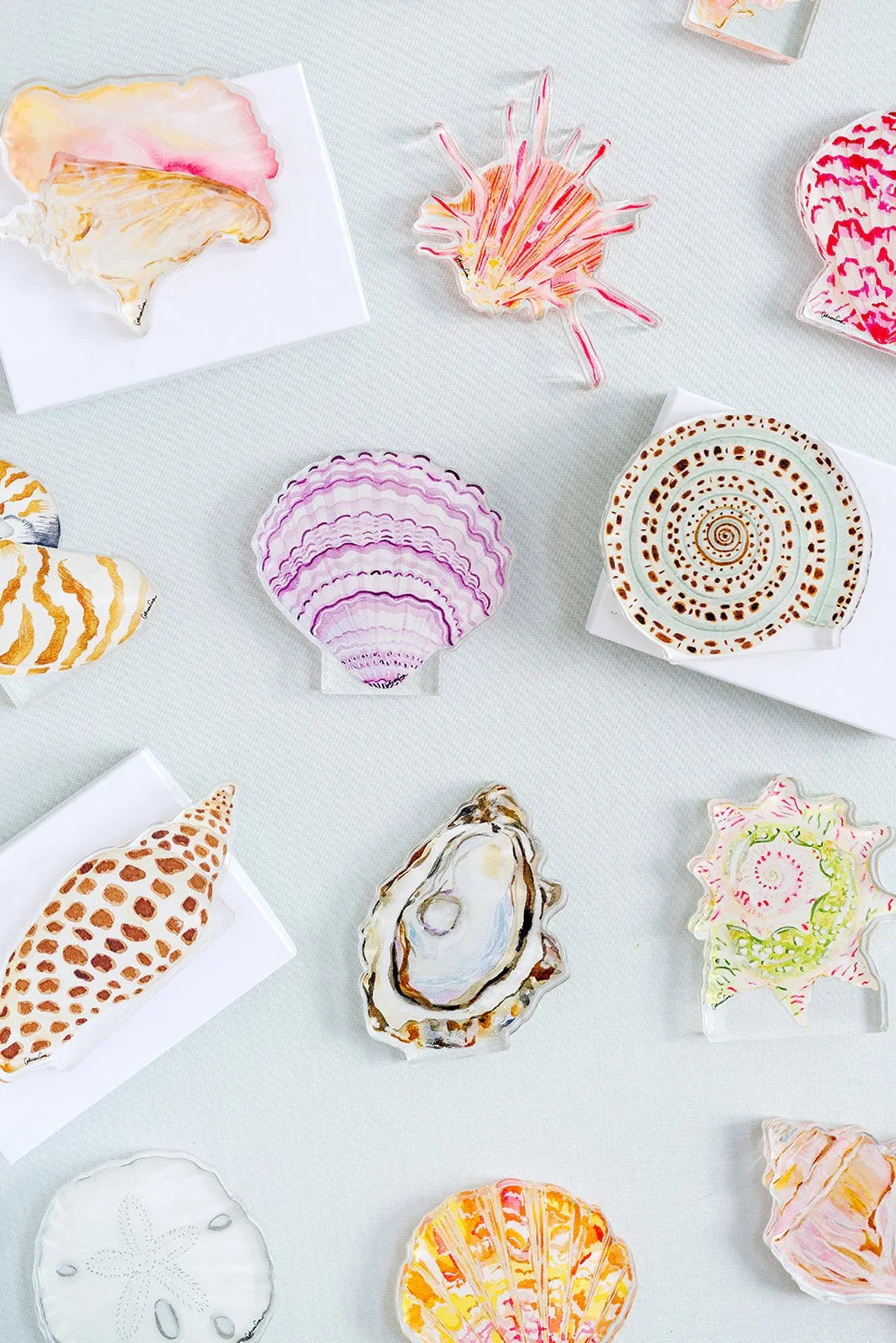 Sundial Shell Acrylic Art Block Small