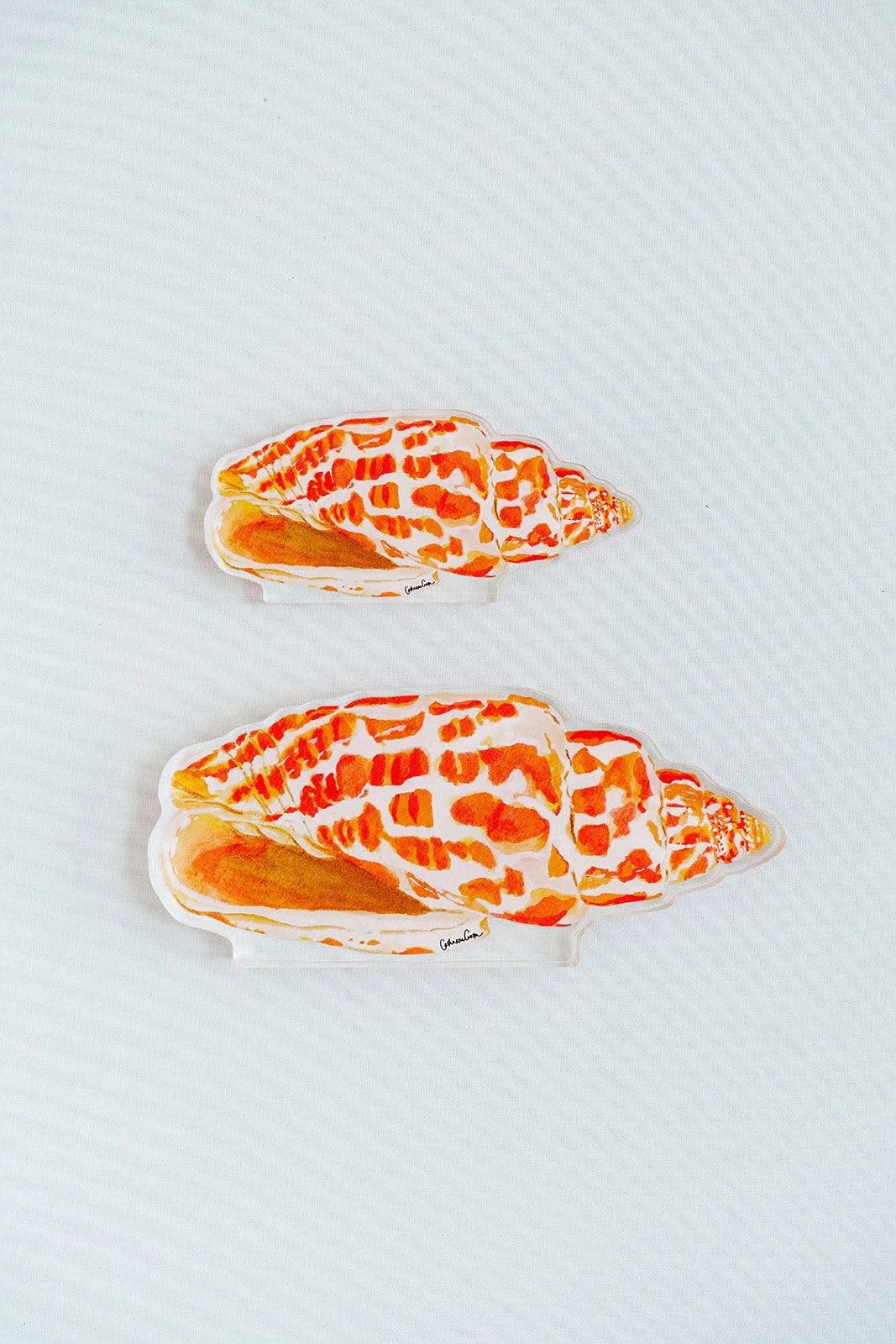 Miter Shell Acrylic Art Block Small
