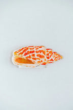 Miter Shell Acrylic Art Block Small