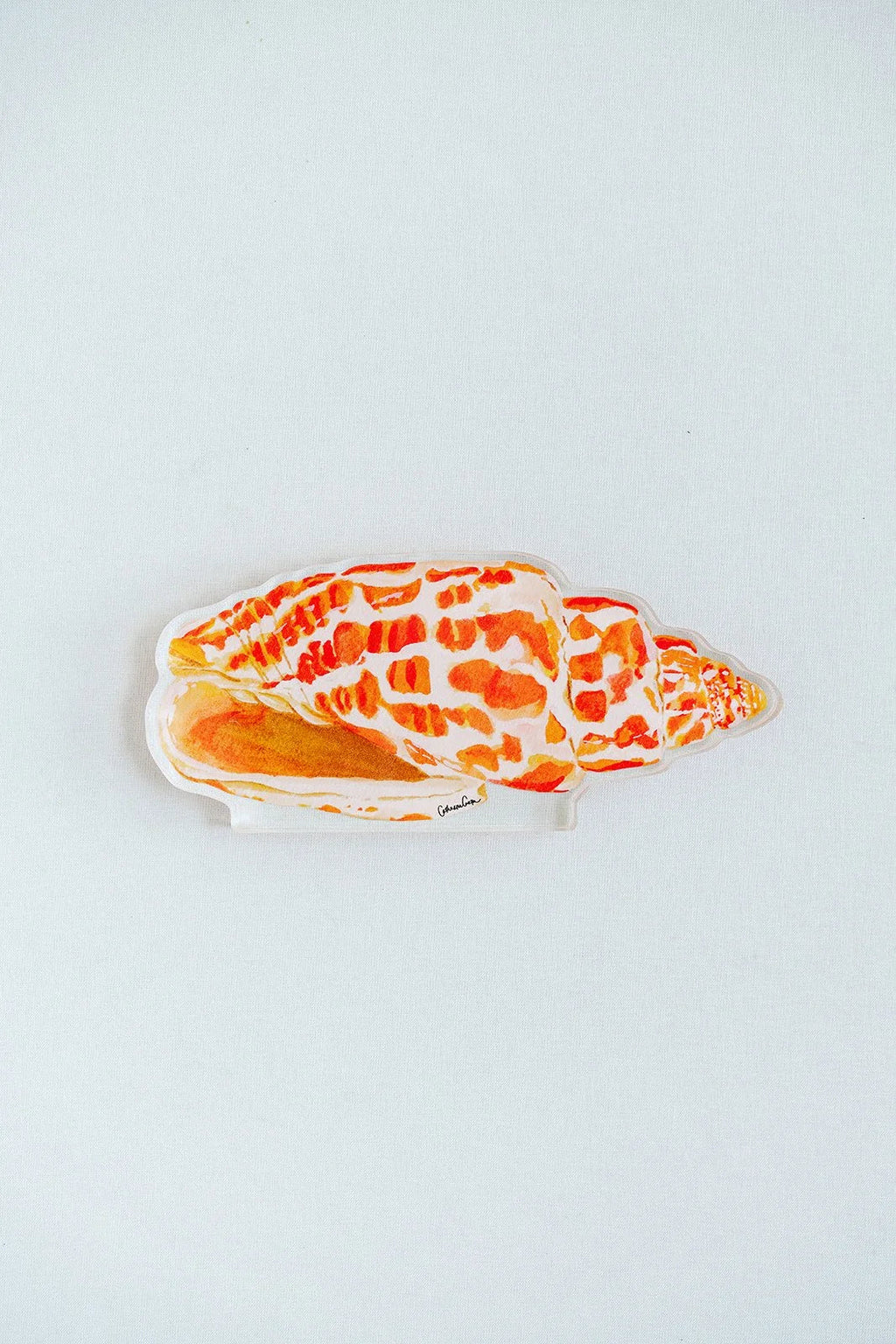 Miter Shell Acrylic Art Block Large