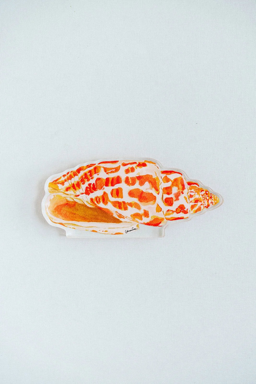 Miter Shell Acrylic Art Block Large