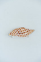 Junonia Acrylic Art Block Large
