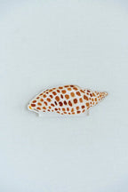 Junonia Acrylic Art Block Small