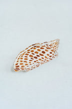 Junonia Acrylic Art Block Large