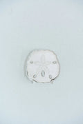 Sand Dollar Acrylic Art Block Small