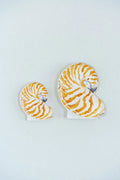 Nautilus Acrylic Art Block Large