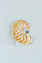 Nautilus Acrylic Art Block Small
