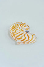 Nautilus Acrylic Art Block Large