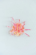 Spiny Oyster Acrylic Art Block Large