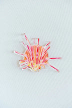 Spiny Oyster Acrylic Art Block Small
