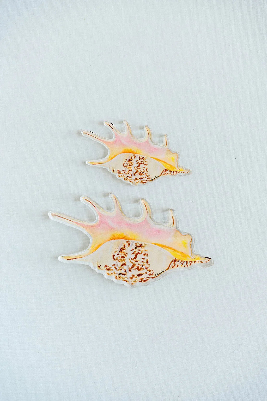 Spider Conch Acrylic Art Block Large