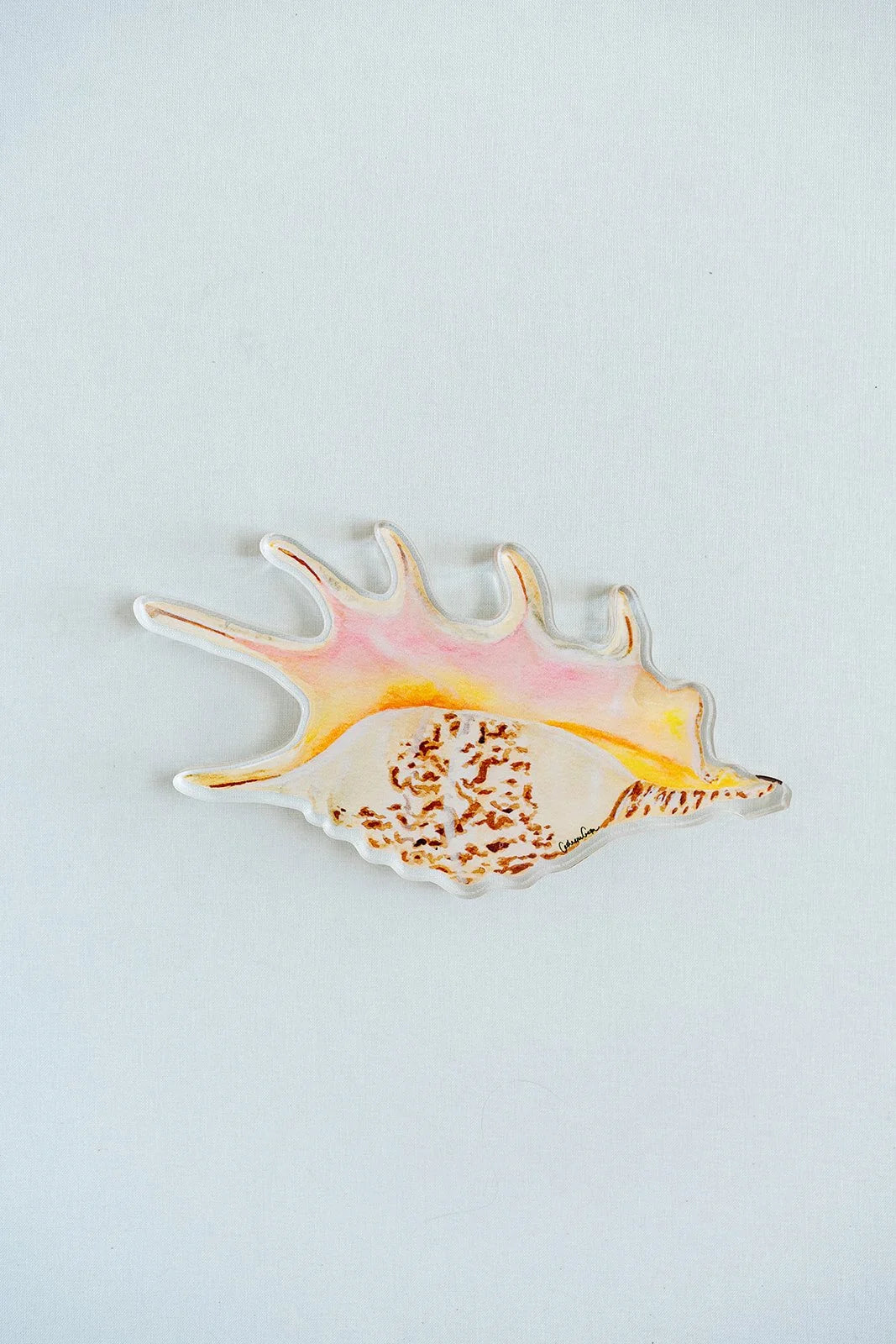 Spider Conch Acrylic Art Block Large