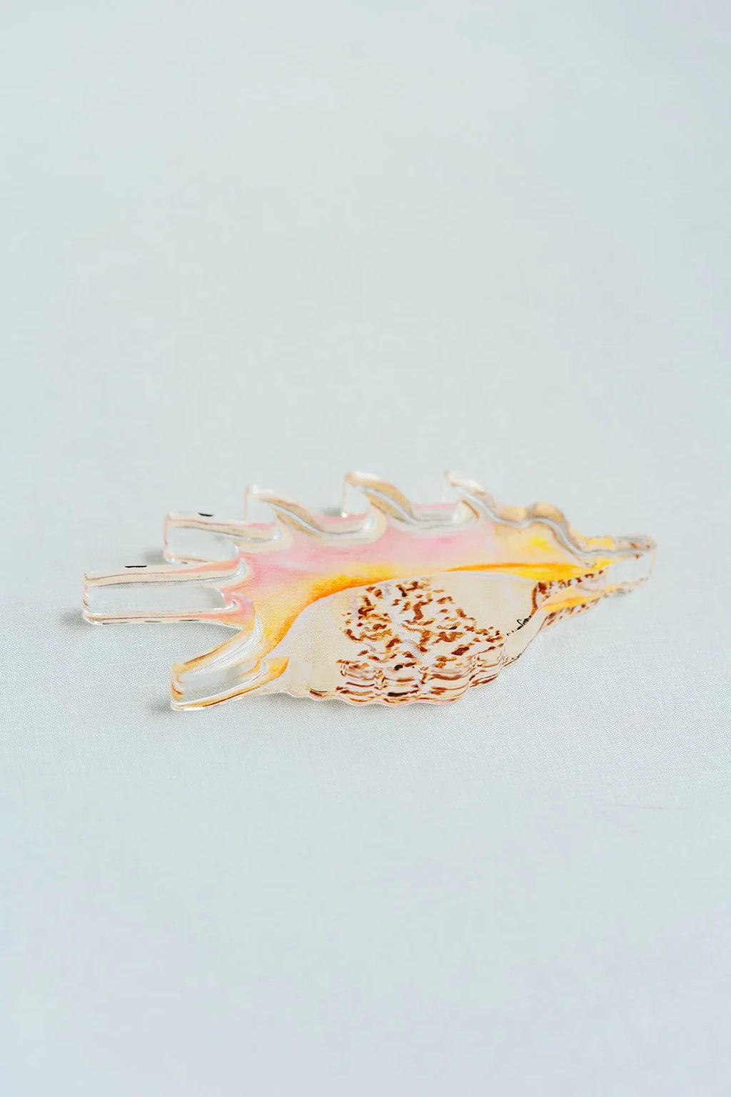 Spider Conch Acrylic Art Block Large