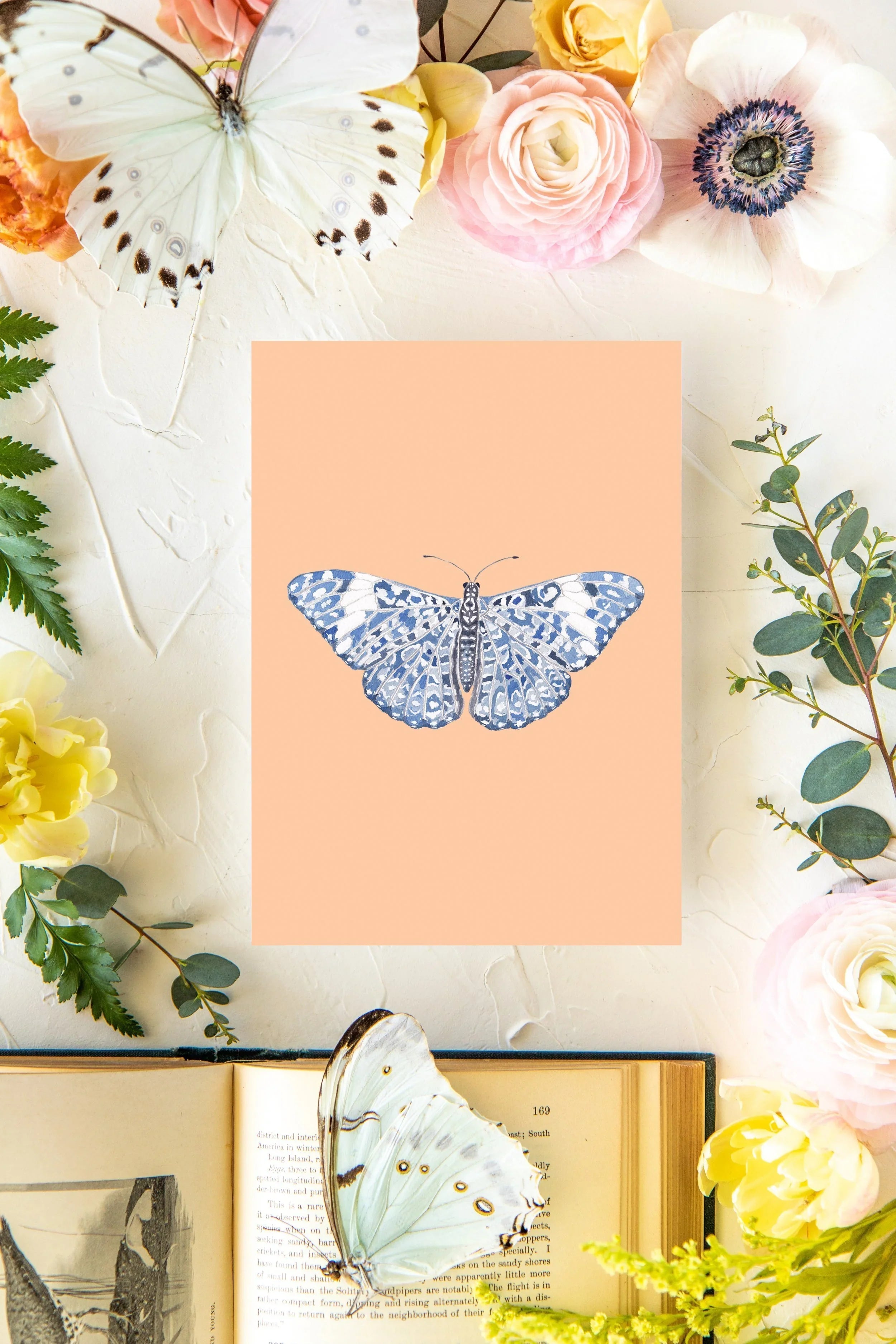 January Butterfly Print 5x7