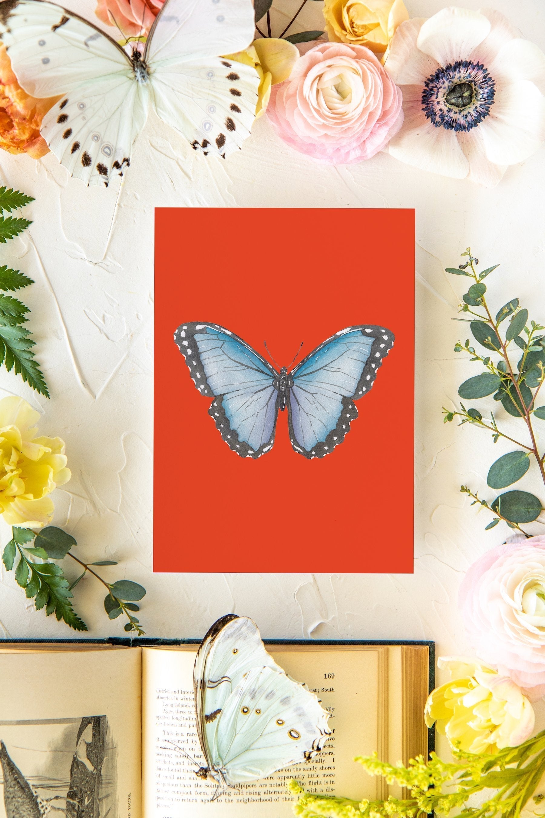 July 2 Butterfly Print 5x7