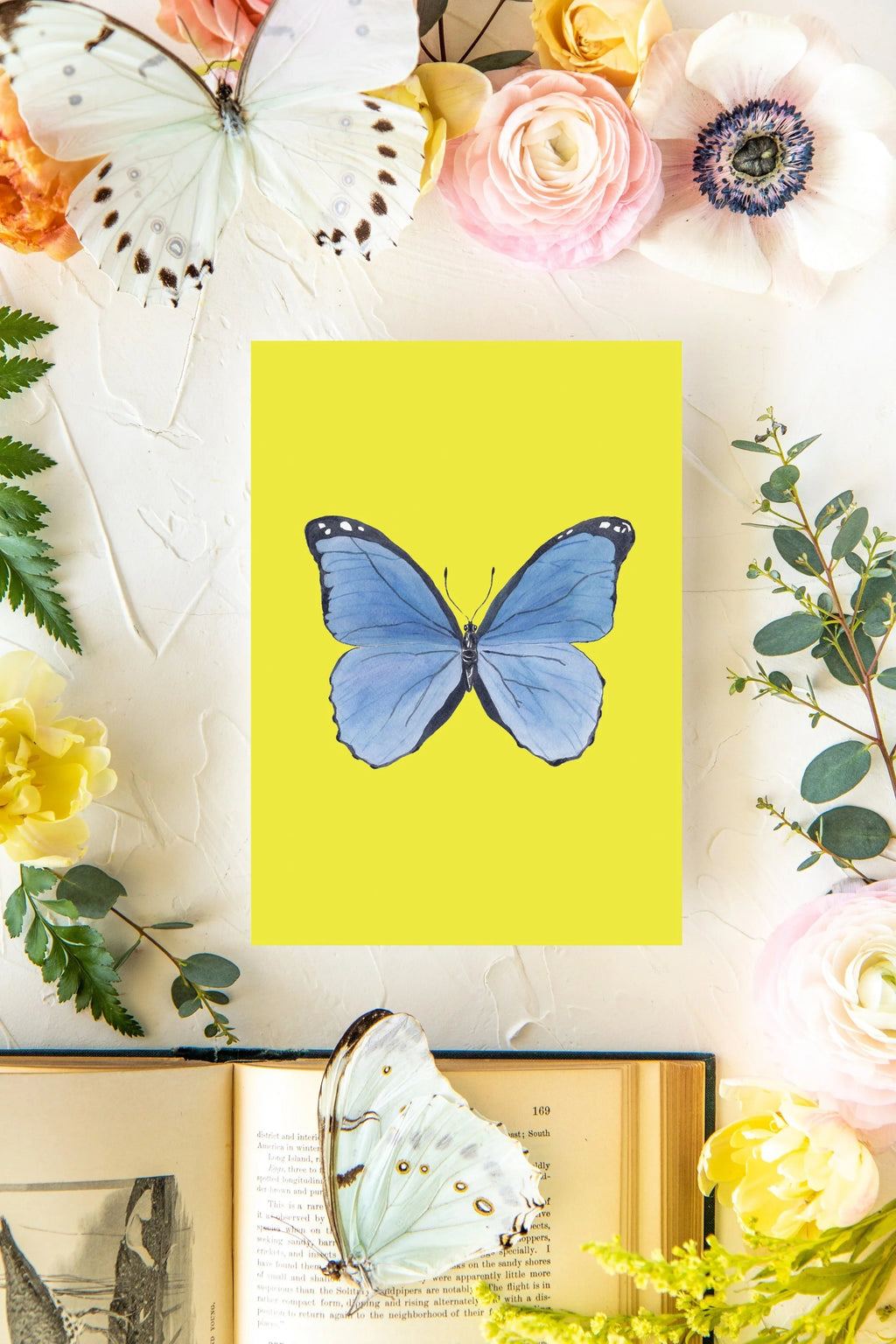 June Butterfly Print 5x7