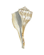 Lightening Shell Art Print 8x10