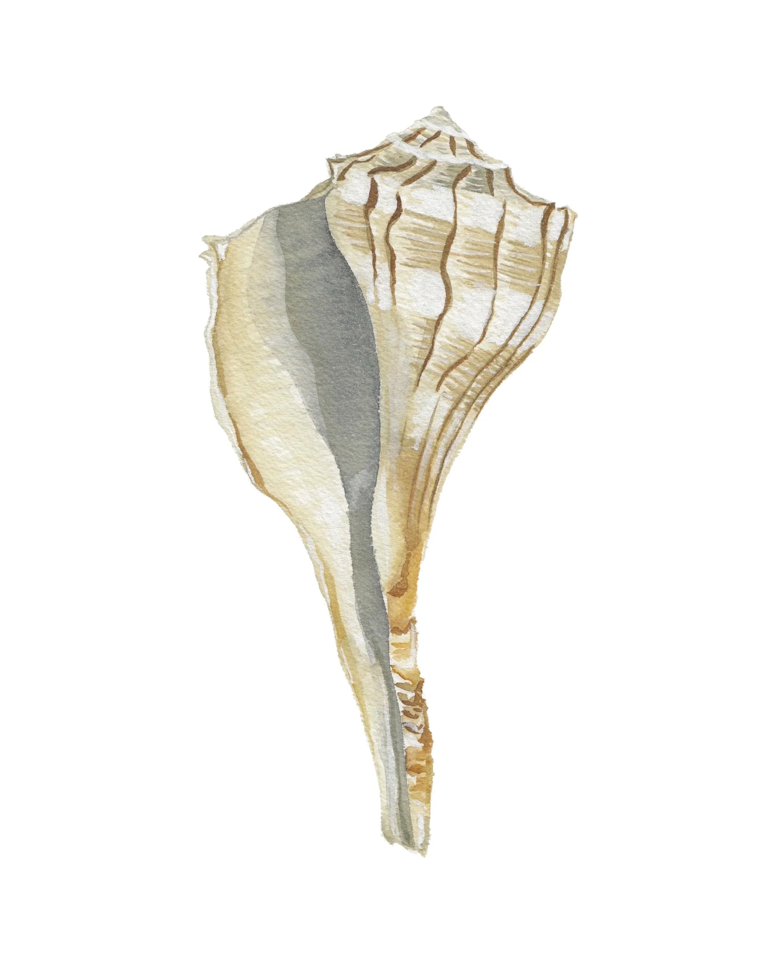 Lightening Shell Art Print 8x10