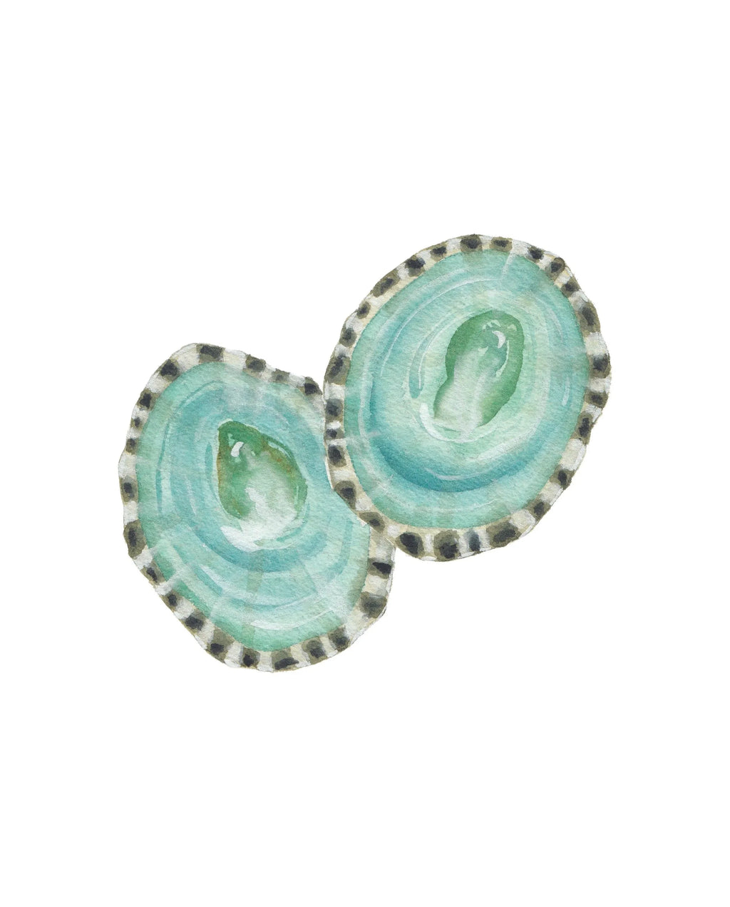 Limpet Shells Art Print 8x10