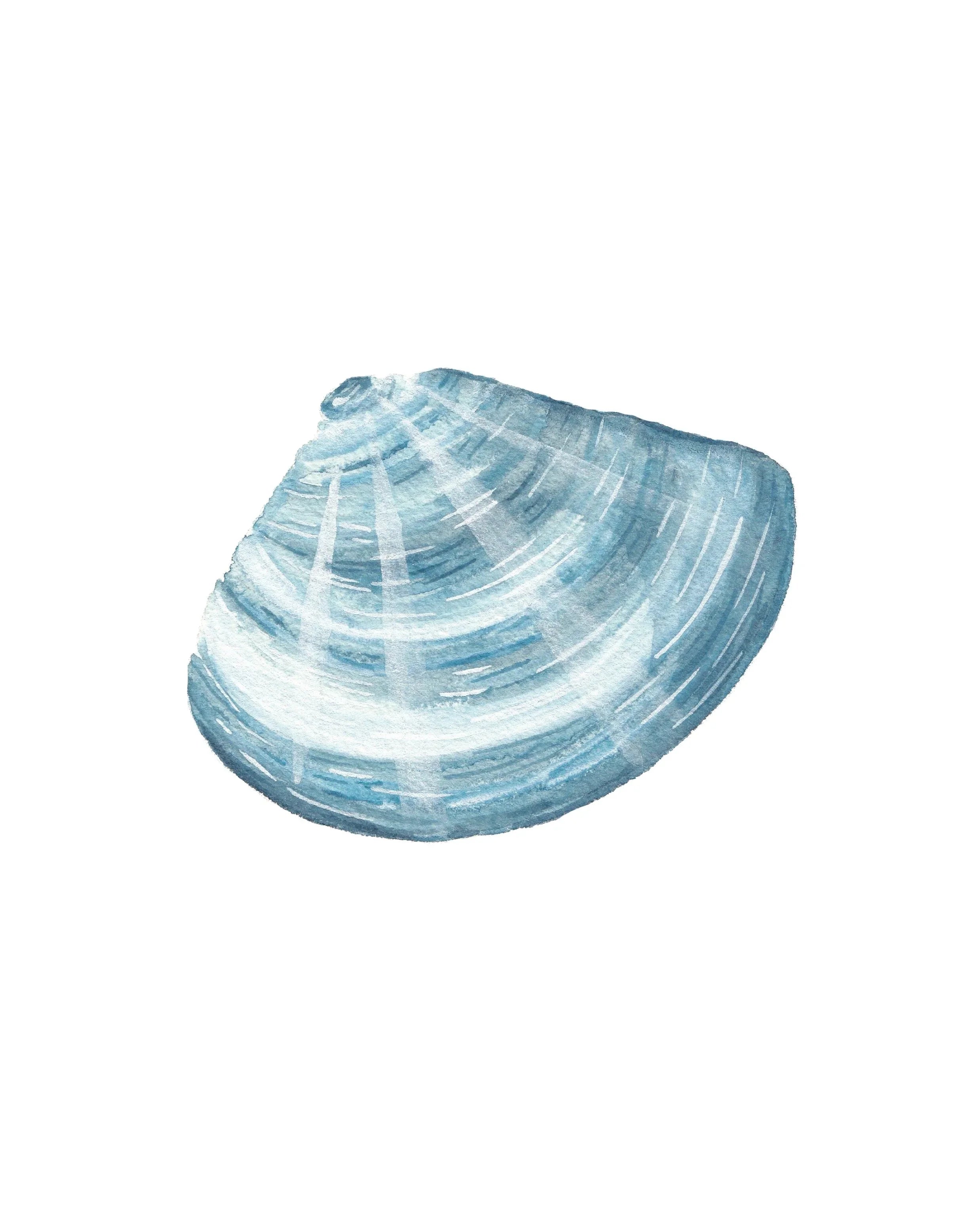 Manila Clam Art Print 8x10
