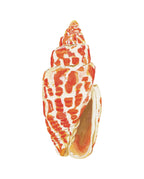 Miter Shell Acrylic Art Block Large