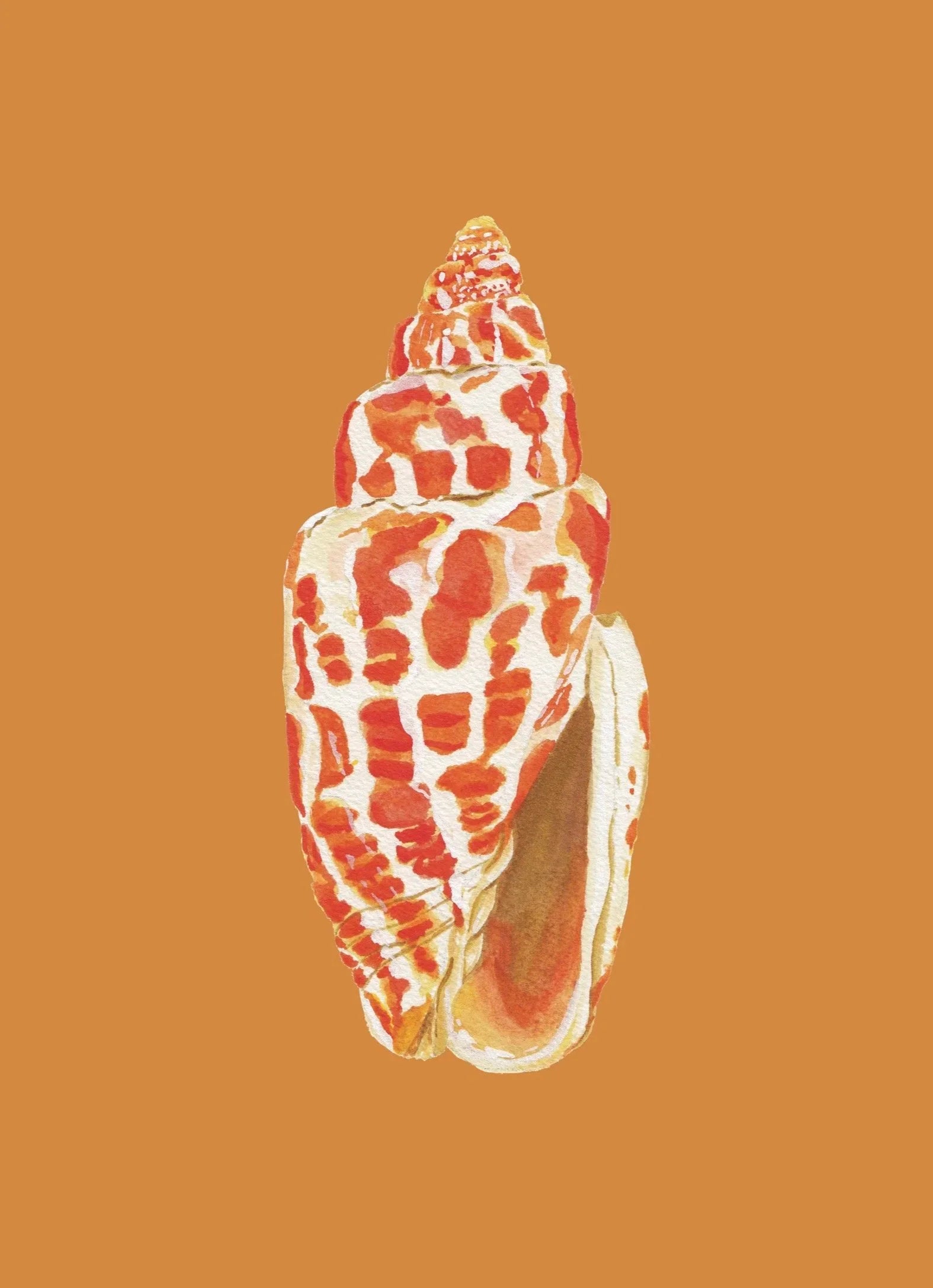 Miter Shell Art Print Colorful 5x7