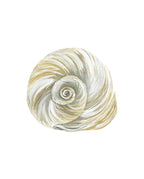 Moon Shell Art Print 8x10
