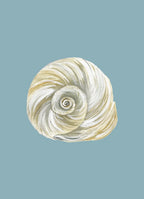 Moon Shell Art Print Colorful 5x7