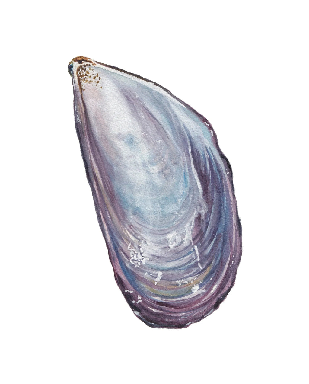 Mussel Art Print 8x10