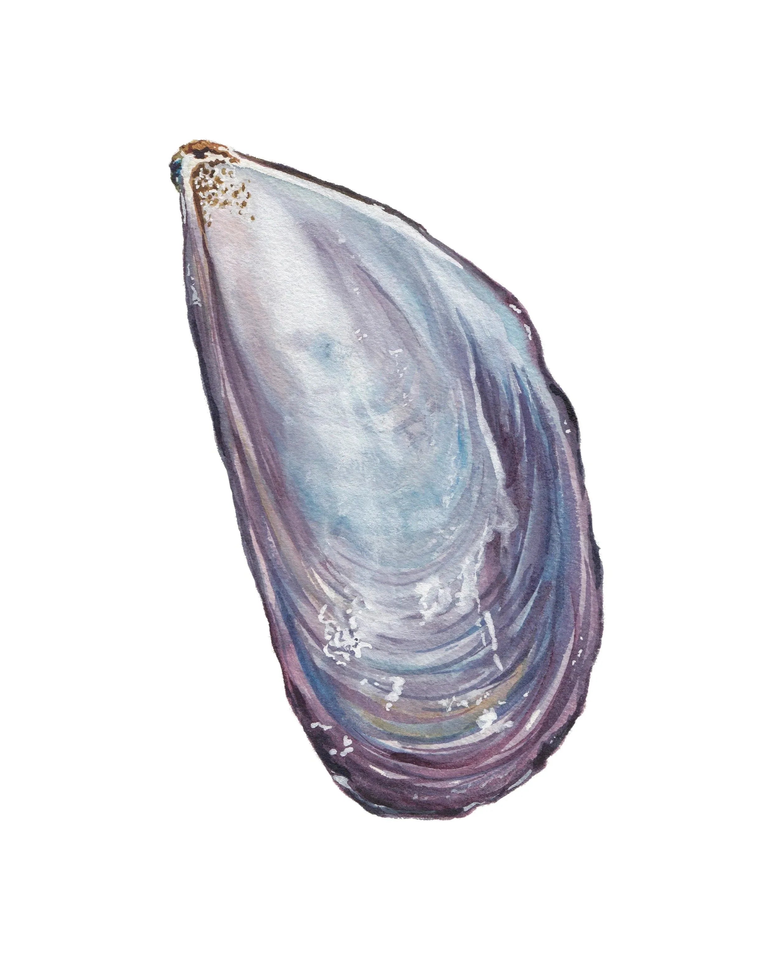 Mussel Art Print 8x10