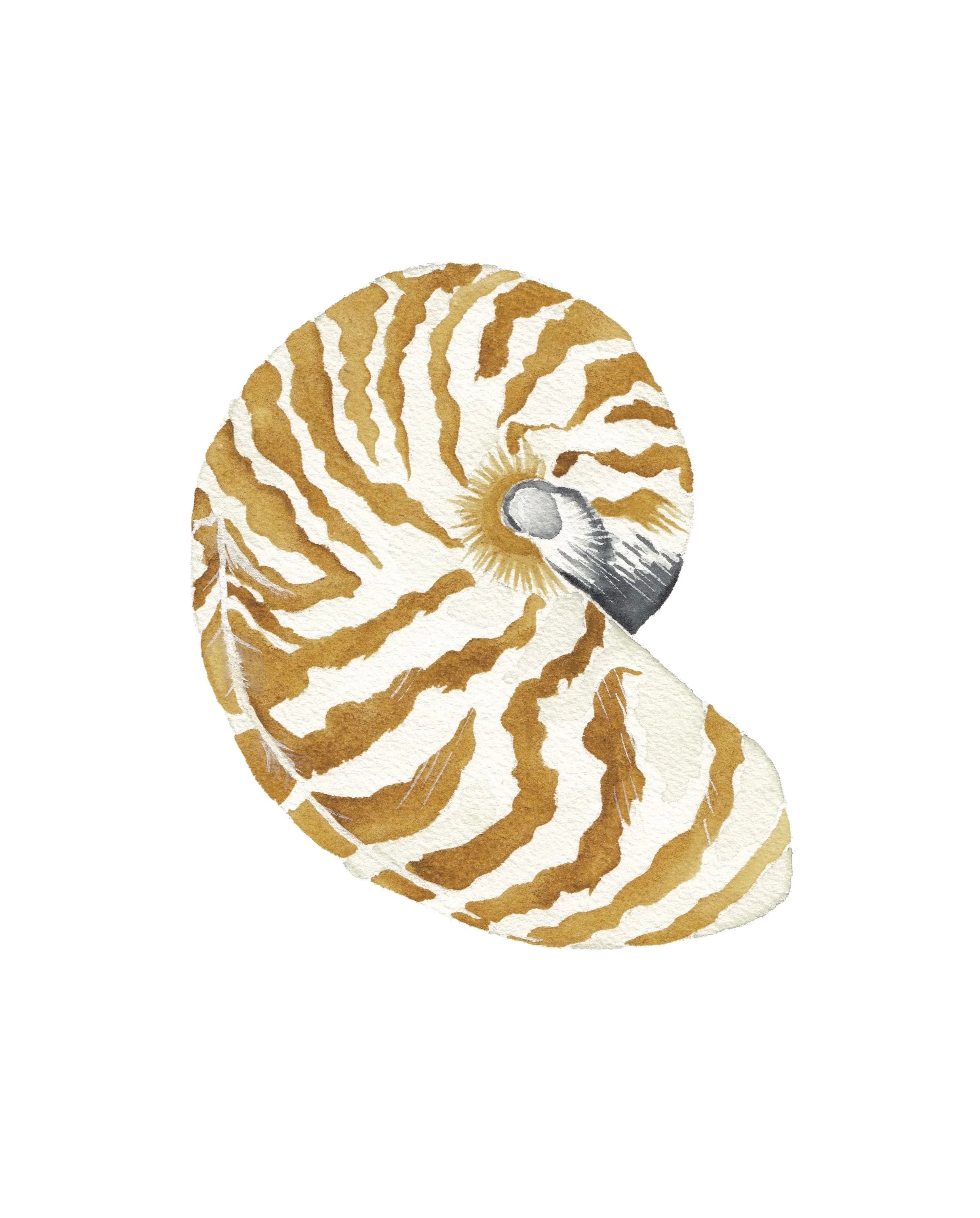 Nautilus Acrylic Art Block Small