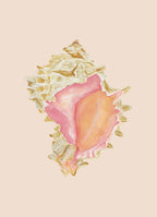 Pink Murex Art Print Colorful 5x7