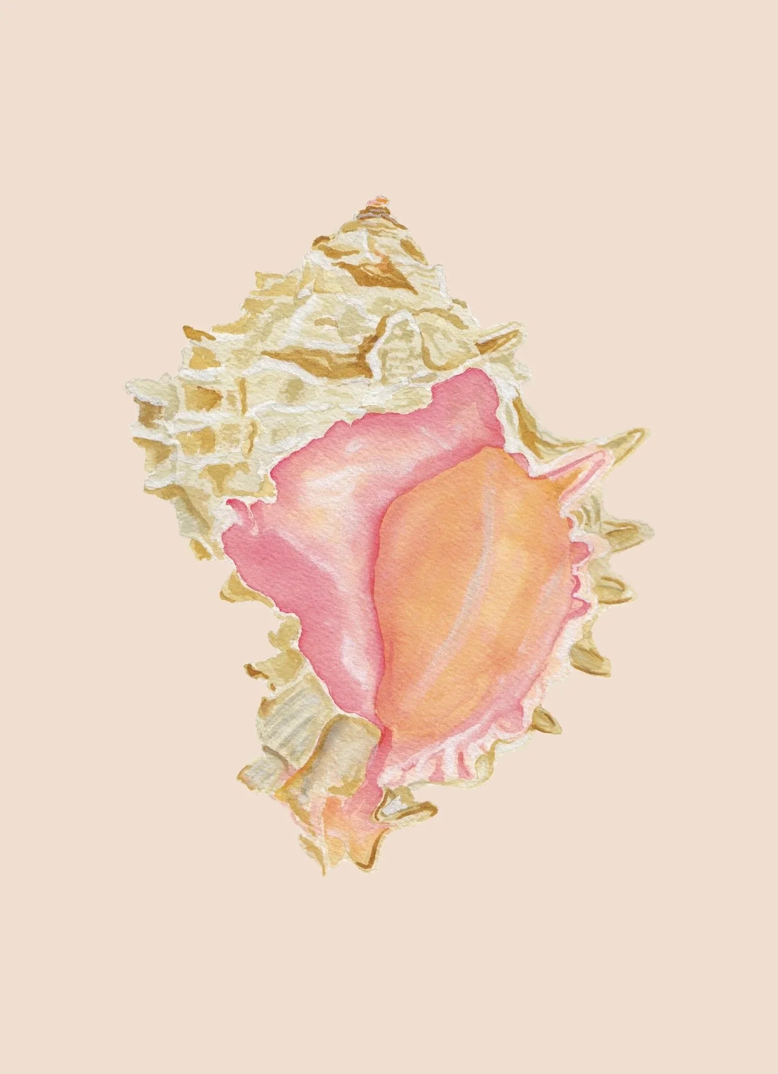 Pink Murex Art Print Colorful 5x7
