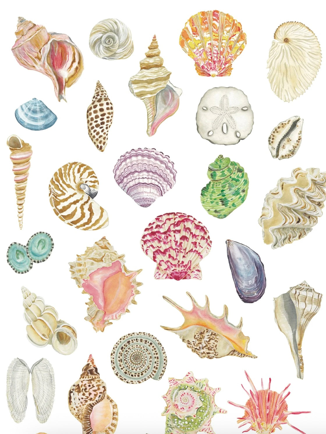 All the Seashells Art Print 11x14