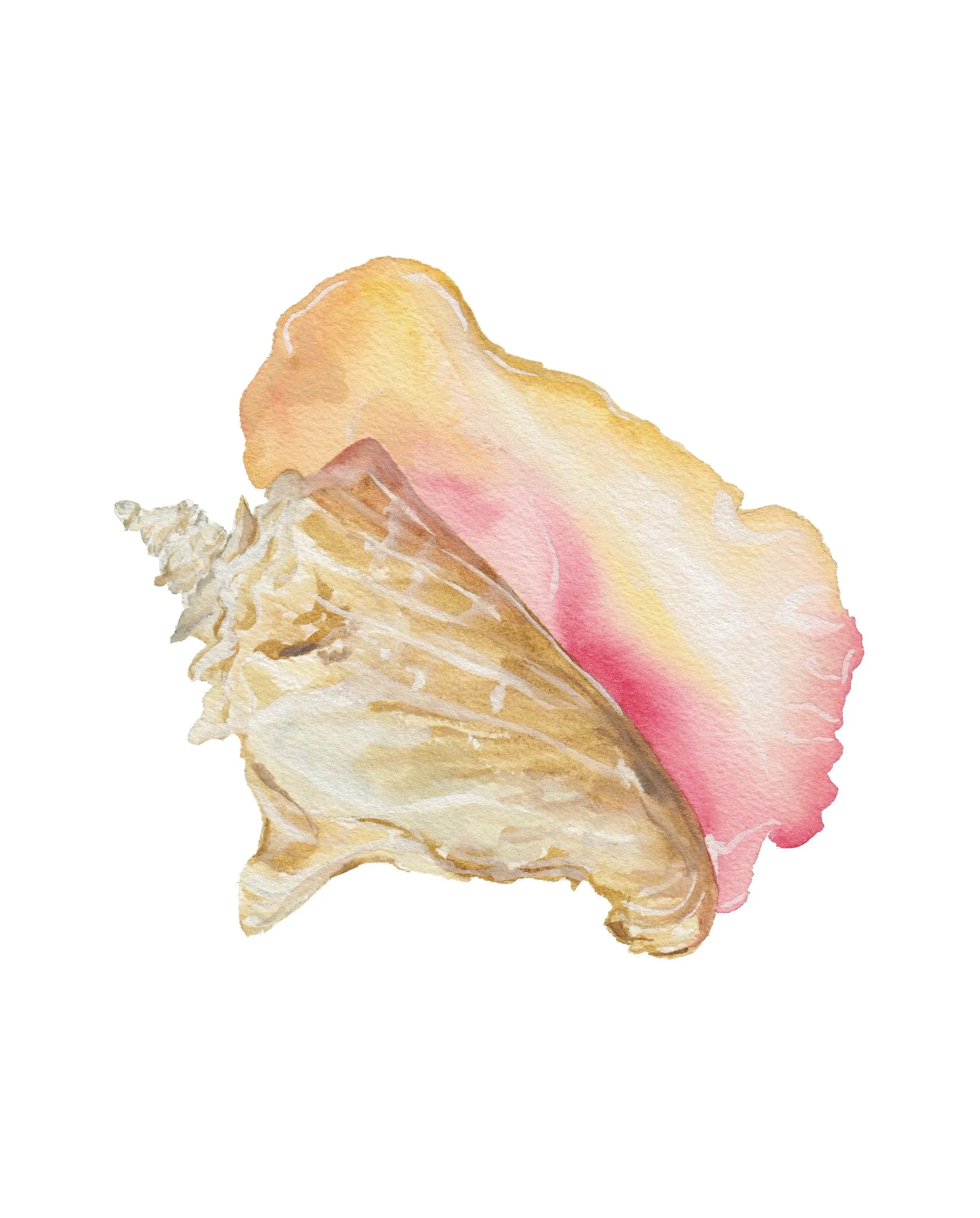 Queen Conch Art Print 8x10
