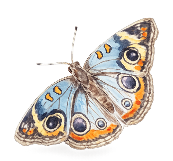 butterfly