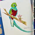 Resplendent Quetzal - Original Painting