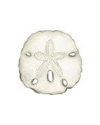 Sand Dollar Acrylic Art Block Small