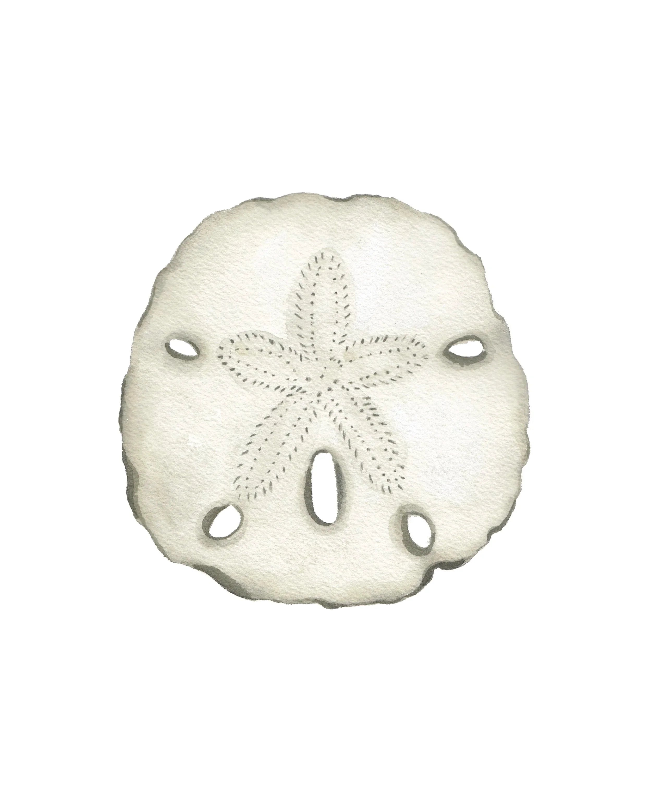 Sand Dollar Art Print 8x10