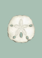 Sand Dollar Art Print Colorful 5x7