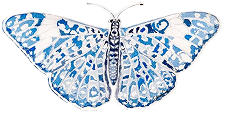 Butterfly with blue and white pattern