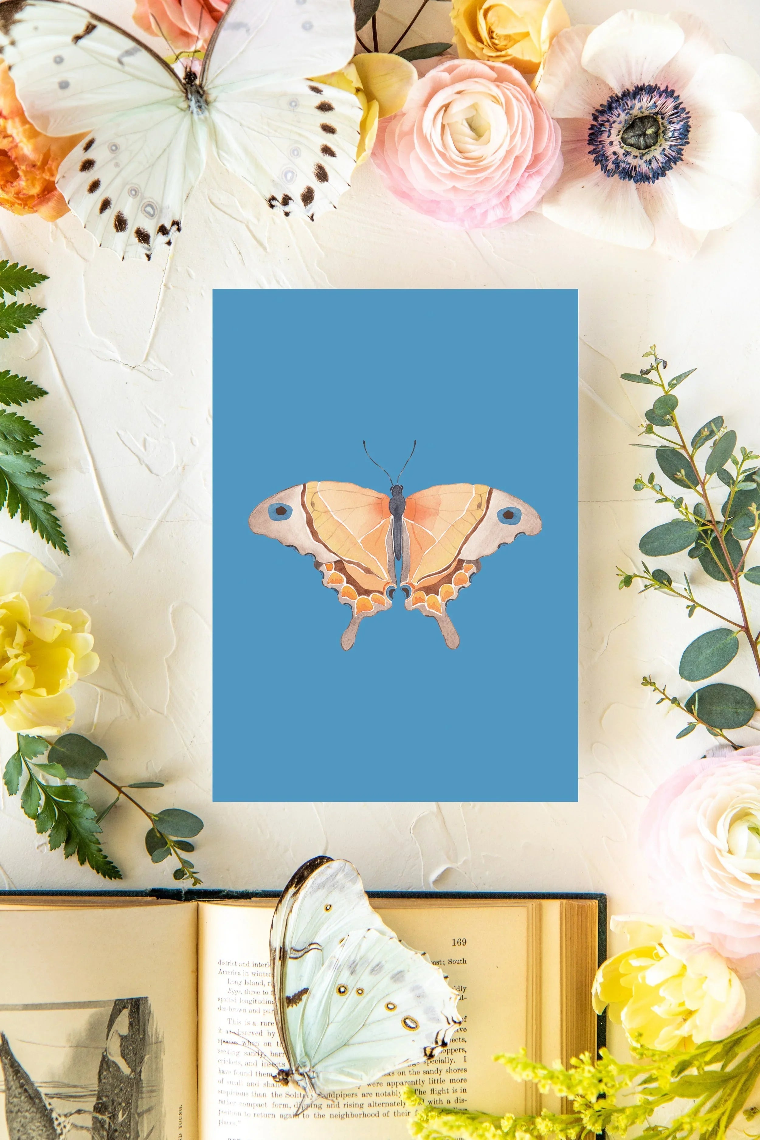 September Butterfly Print 2 5x7