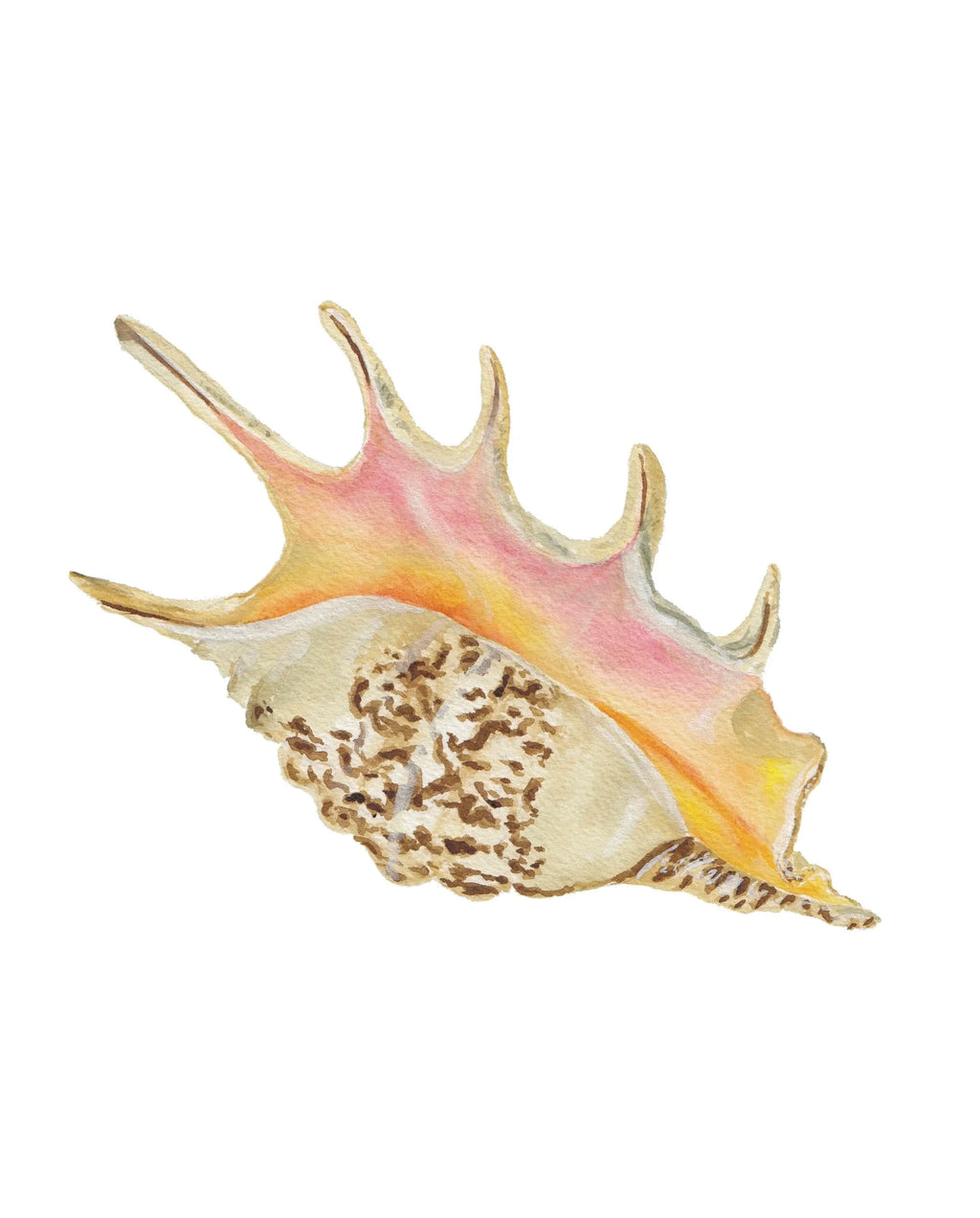 Spider Conch Acrylic Art Block Small