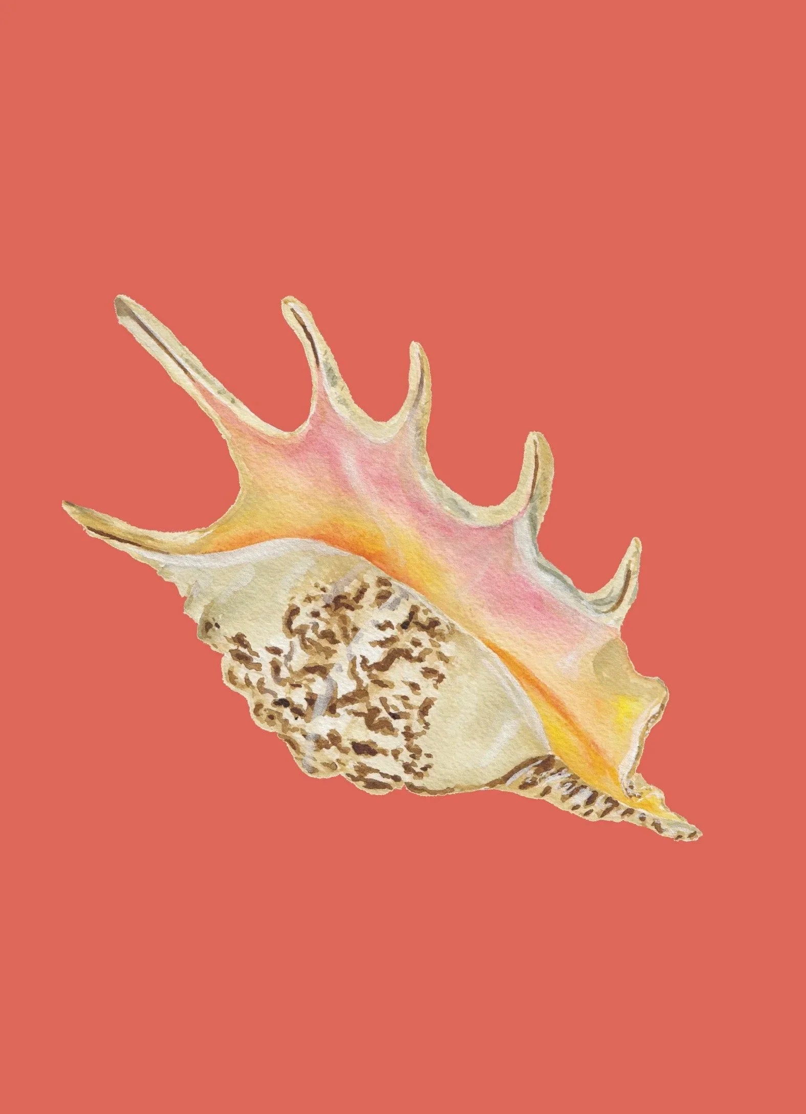 Spider Conch  Art Print Colorful 5x7