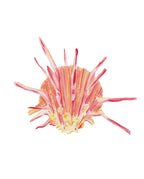 Spiny Oyster Acrylic Art Block Small