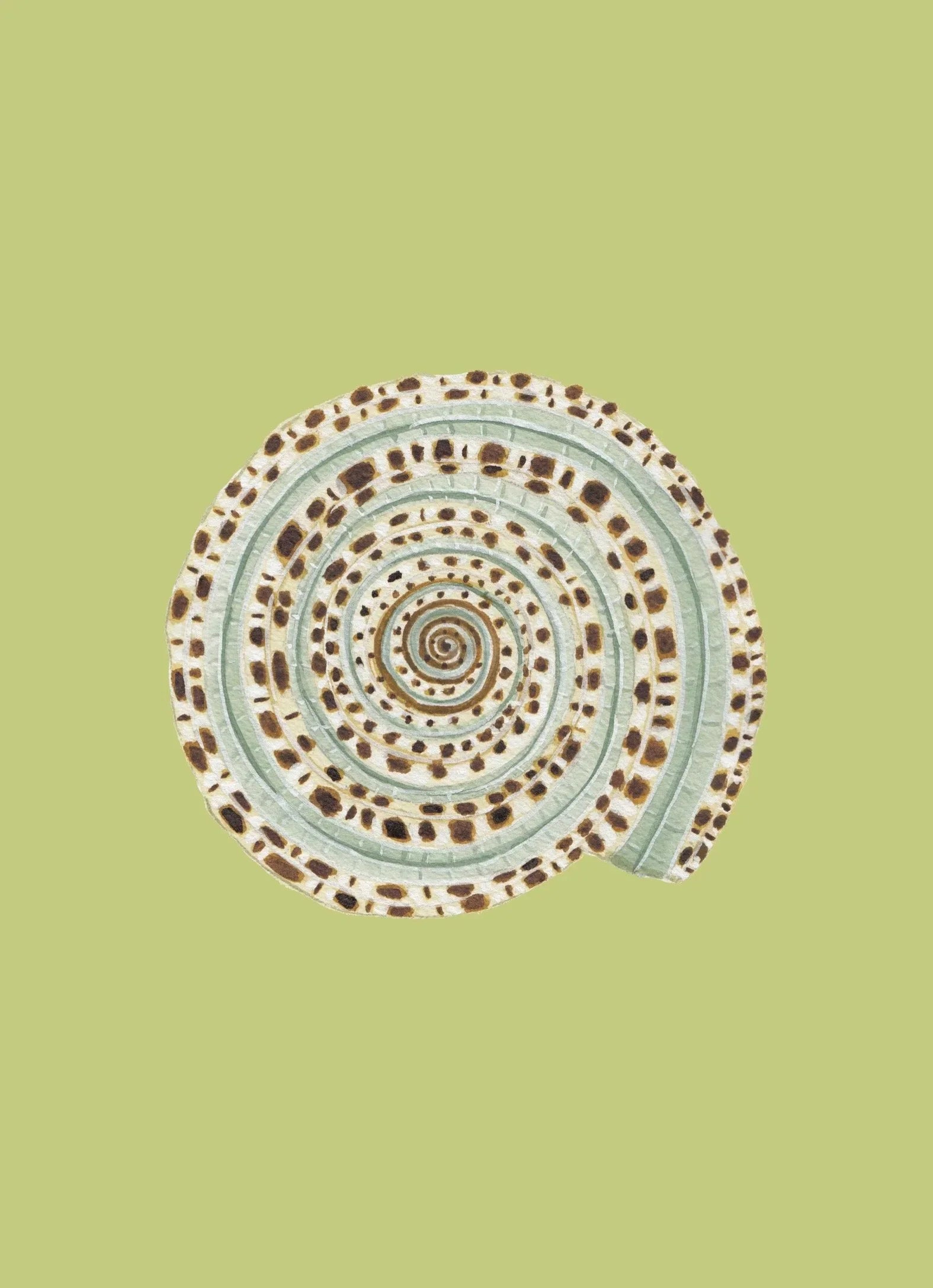 Sundial Shell Art Print Colorful 5x7
