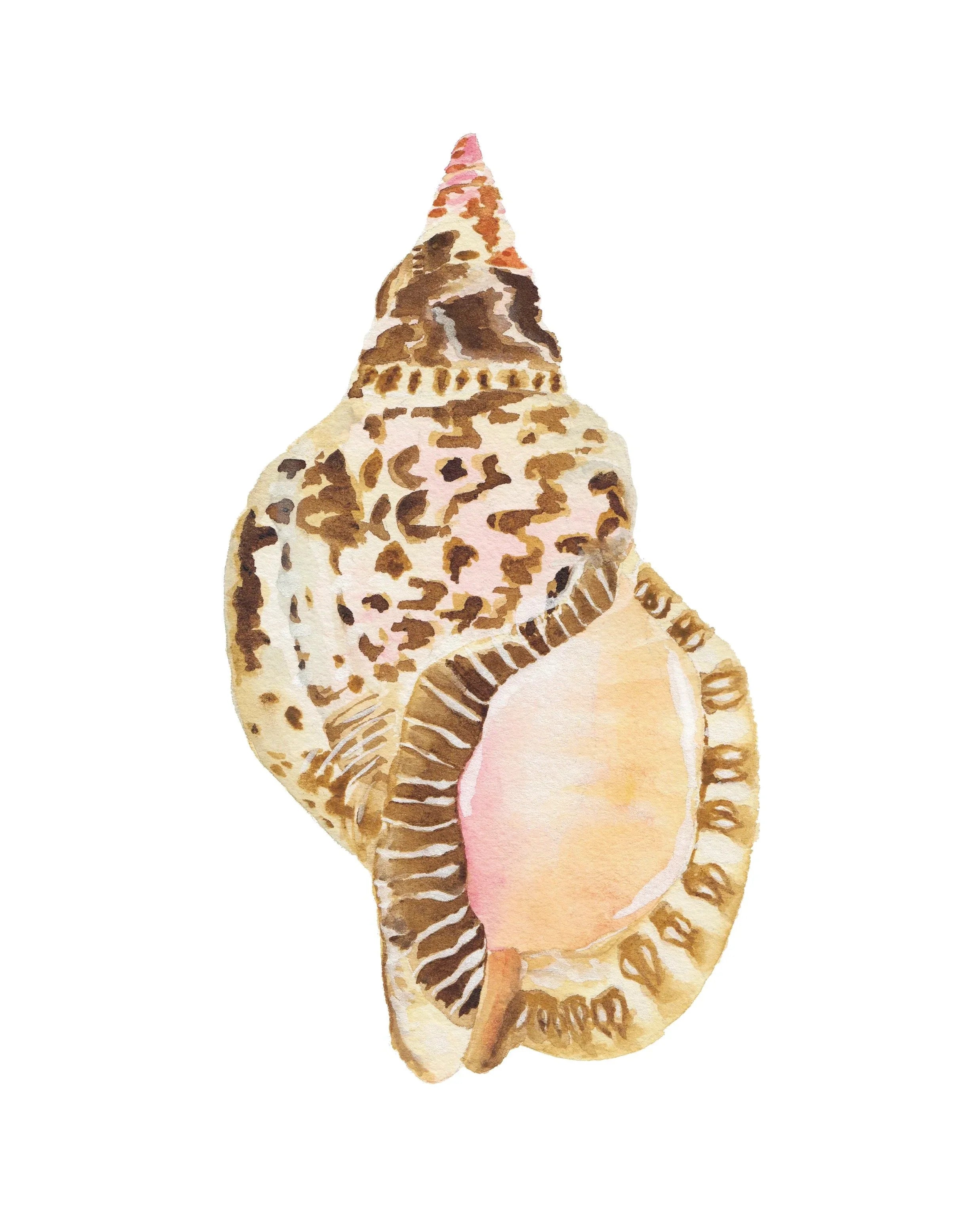 Triton Shell Art Print 8x10