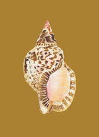 Triton Shell Art Print Colorful 5x7