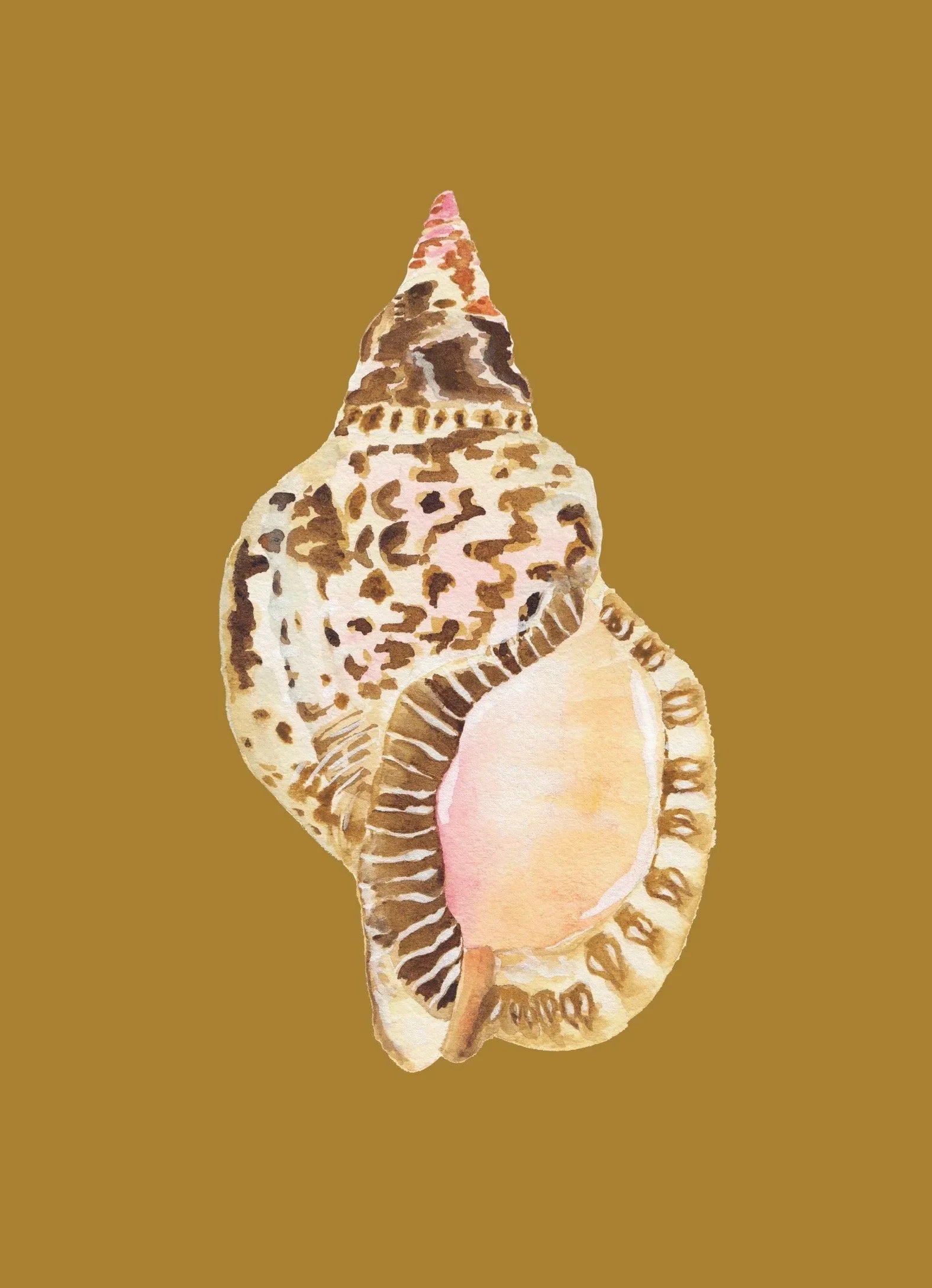 Triton Shell Art Print Colorful 5x7